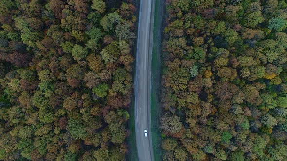 Autumn Forest, Yellow and Multi-colored Trees and a Highway in the Middle of the Forest, Aerial View