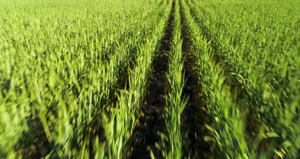 Drone shot moving over a green wheat field