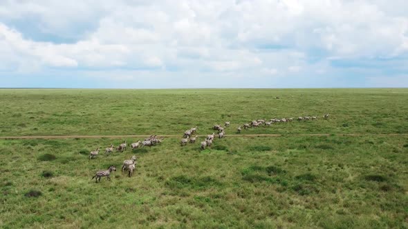 Aerial Shot of a Zebra Tanzania