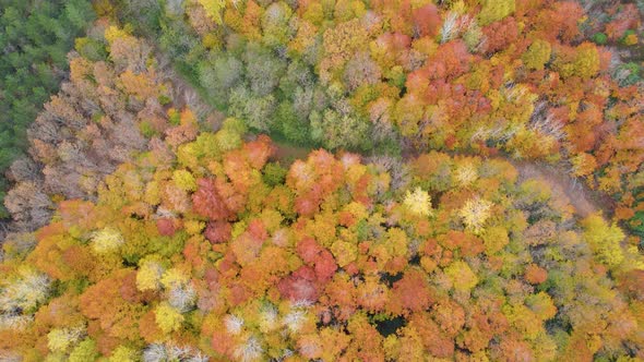 trees and pathway in red and orange colors in autumn, great autumn day