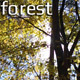 Forest - VideoHive Item for Sale