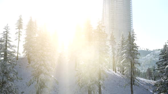 City and Forest in Snow