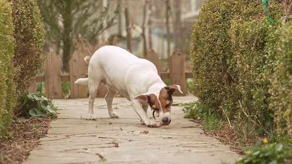 Jack Russell Terrier Dog Gnaws on the Bone on a Path in the Garden