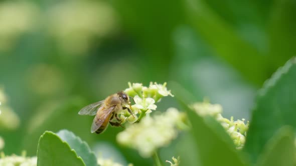One Honey Bee gathering pollen from a Euonymus Japonicus blooming flower - macro