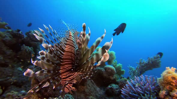 Underwater Tropical Lion Fish