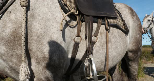 Traditional horse Camargue saddle. Camargue, France