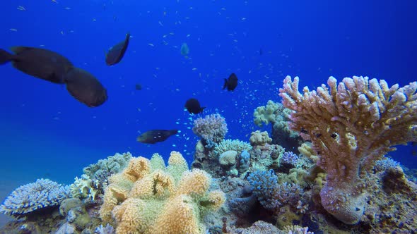 Marine Coral Colorful Garden