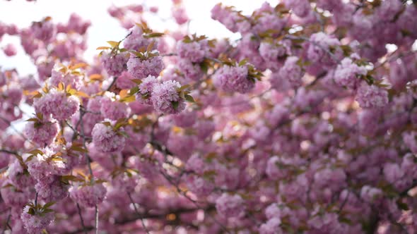 Japanese Cherry Blossom 21