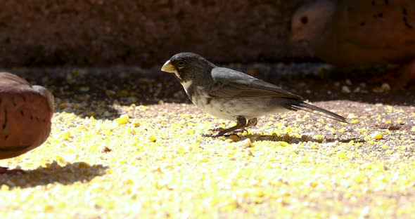 Birds eating ground corn in a feeder