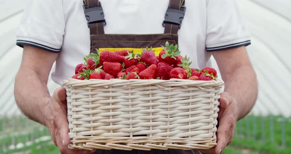 Close Up of Smiling Senior Man Holding Wicker Basket and Sniffing Fresh Ripe Strawberries in Modern