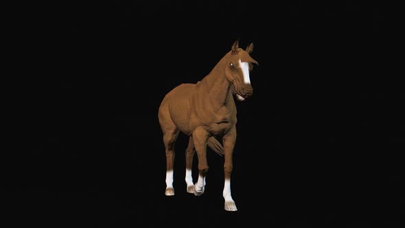 Horse Idle 2