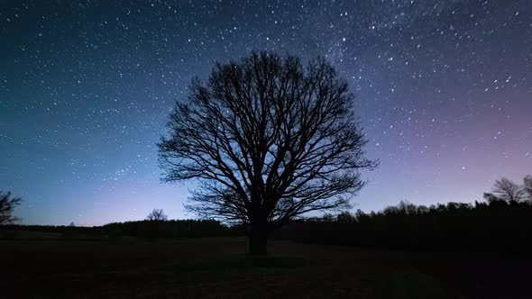 Night to day outdoors timelapse of an old and dry tree without leaves sunrise with vibrant colors an