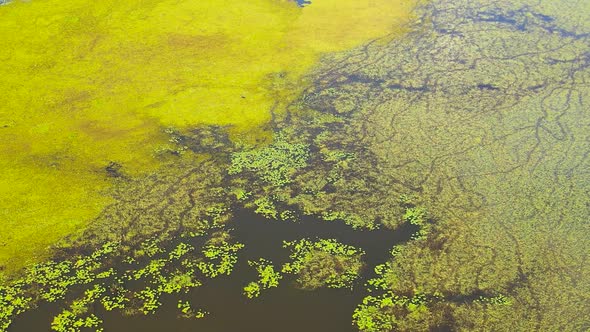 The Surface of the Lake with Plants and Duckweed