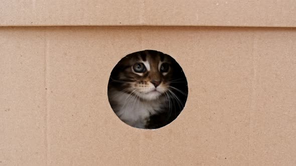 Striped Grey Kitten Getting Out From Hole in a Cardboard Box