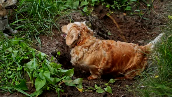 Beautiful dachshund outdoors. 