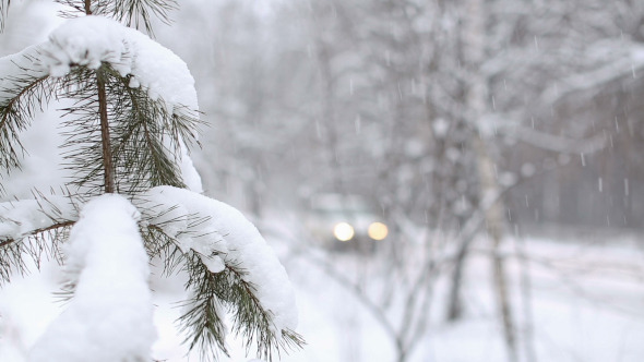 Pine Branch and Falling Snow alt