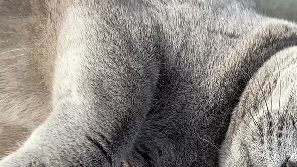 Beautiful British grey cat with orange eyes looking around