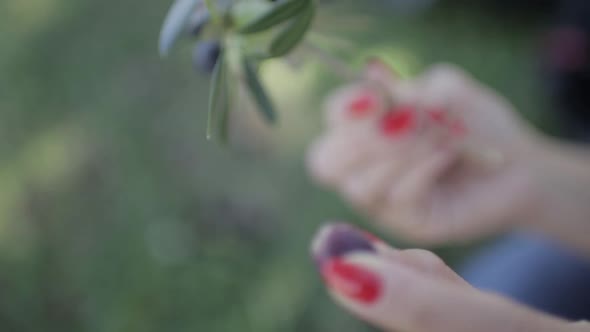 Ripe Black and Green Olives and Leaf in Women's Palms