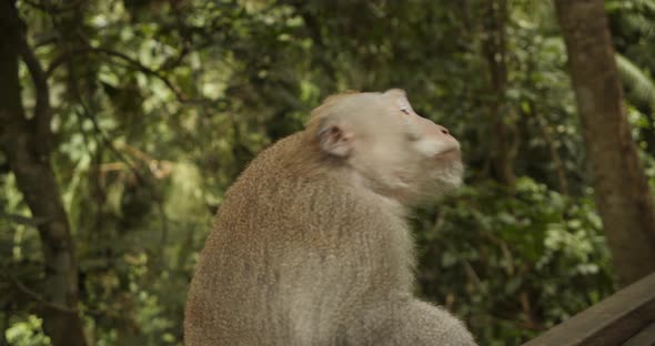 Close Up View of a Male Macaque Monkey Walking on the Wooden Railing in Monkey Sanctuary in Bali