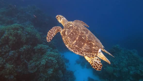 Underwater Hawksbill sea turtle