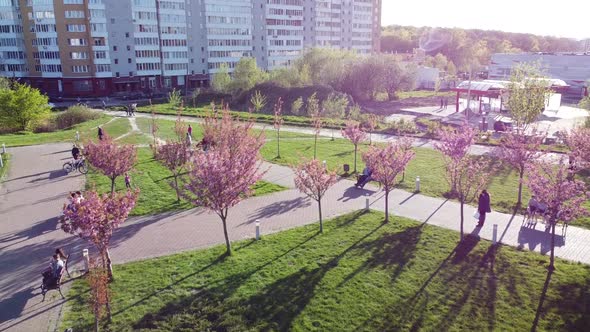 Aerial drone view of a flying over the pink flowers on the trees of flowering Sakura