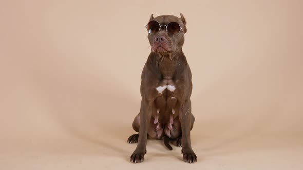 Frontal Portrait of American Pit Bull Terrier Wearing Sunglasses