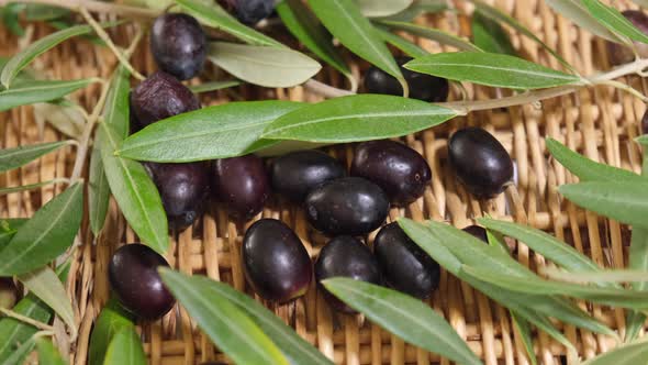 Raw organic olives and branches leaves after harvest, ready for extra virgin oil. Biologi agricultur