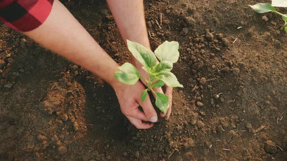 Farmer Working in Field in Morning Hand Holding Leaf of Cultivated Plant