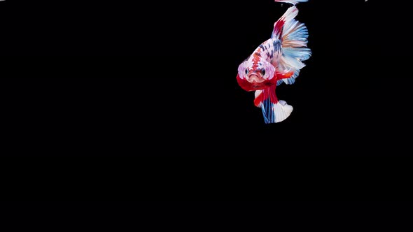 Siamese fighting fish (Betta splendens)