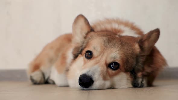 Cute Corgi Dog with Sad Eyes Lying on the Floor Blinking and Getting Ready for Bed