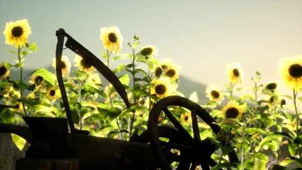 Old Vintage Style Scythe and Sunflower Field