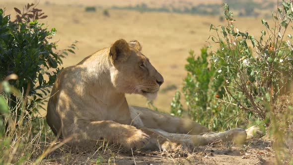 Lioness waking up