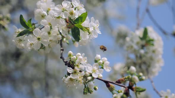 Bee Collecting Pollen on Cherry Blossom