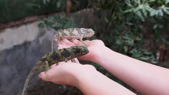 Two Funny Chameleons Sitting on Female Palms Woman Holds Funny Lizard Zanzibar