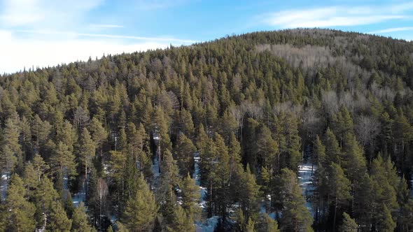 Green Spruce On A Sunny Day