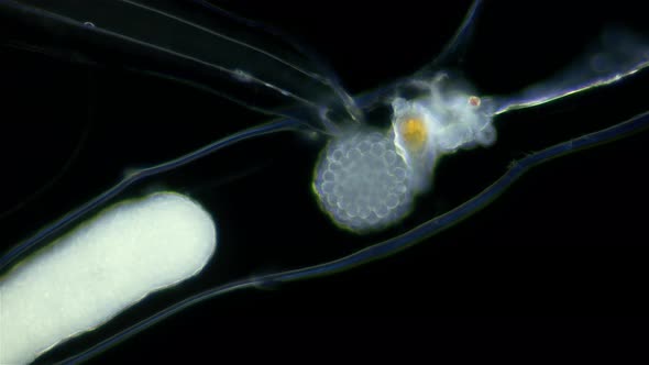 Larva Appendicularia under a microscope, order Copelata