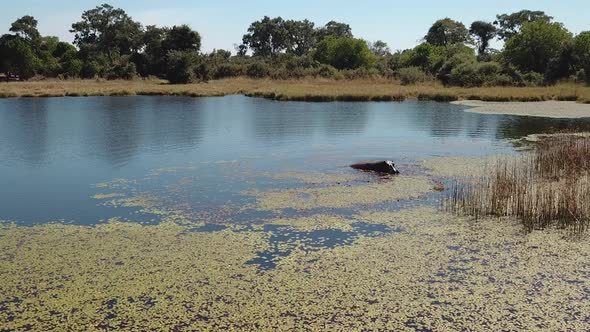 Hippo Swimming, Then Ducking Underwater in a River, Okavango Delta, Botswana, Africa. Aerial  View o