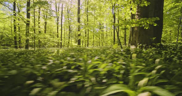 Gentle Sun Shining Gently Down on the Forest Woods