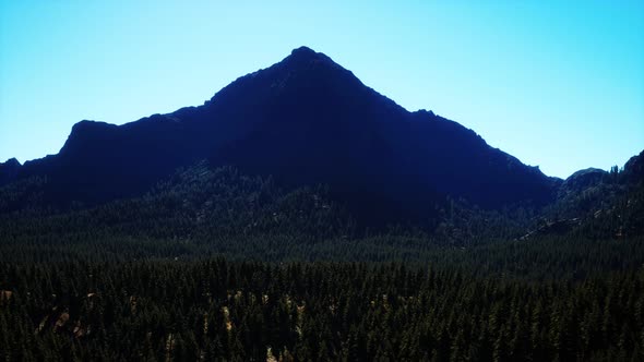 Panorama of Cone Forest at Mountains