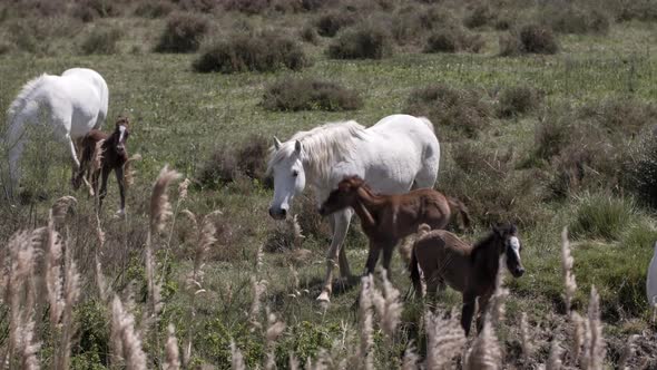 Horses nature wilflife reserve carmargue lagoon