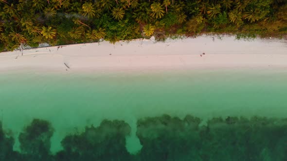 Aerial: uncontaminated coastline tropical beach caribbean sea coral reef palm tree woodland