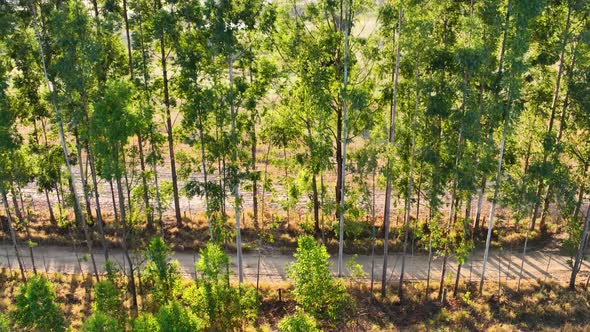 Eycalityptus trees forest. Sunset Rural landscape. Farmland scenery. 