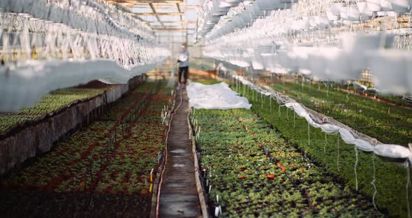 Agriculture - Gardener Watering Flowers at Greenhouse