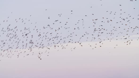 A Flock Of Rosy Starlings Perform A Murmuration Prior To Roosting In India - low angle shot