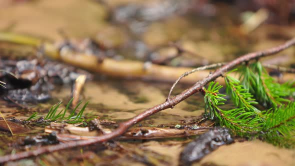 Water Fresh Stream in the Forest