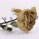 dried rose flower with pencil on notebook page - VideoHive Item for Sale