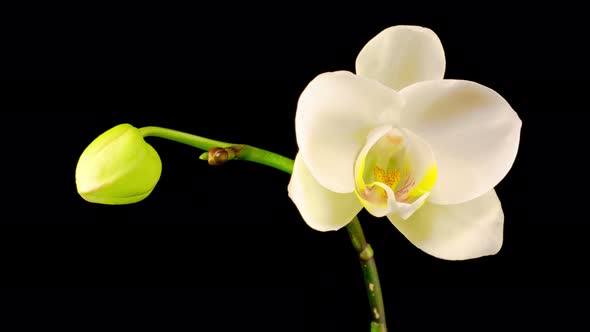 Blooming White Orchid Phalaenopsis Flower