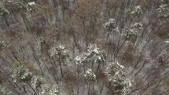 Descending on trees in the woods after snowing 4K aerial footage