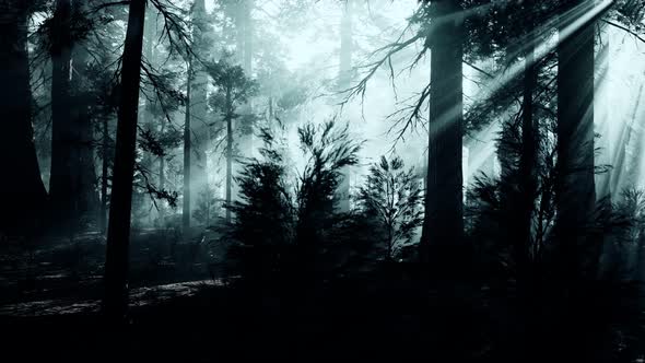 Black Tree Trunk in a Dark Pine Tree Forest