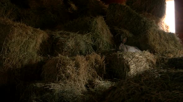 Cute Rabbit Resting on Hay at Breeding Farm